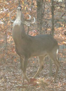 buck1229i.JPG