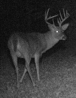 Buck1416i.jpg