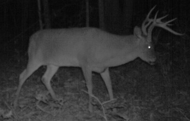 Buck1428d.jpg