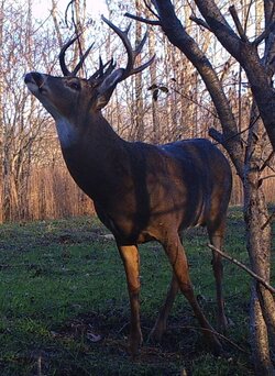 buck1510l.jpg