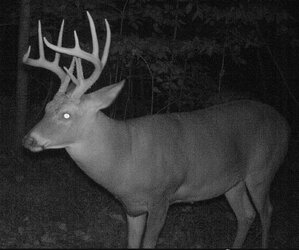 buck1510a.jpg