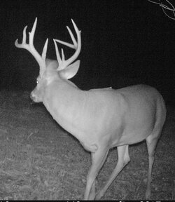 buck1519a.jpg