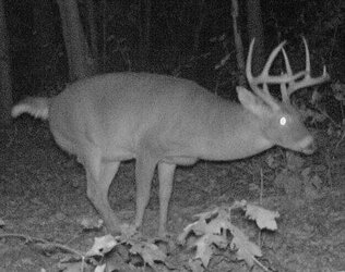 buck1609e.JPG