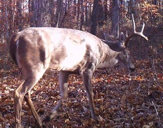 buck1609i.JPG