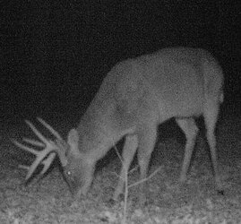 buck1745d.jpg