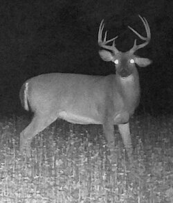 Buck2005f.jpg