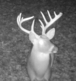 buck2123g.jpg