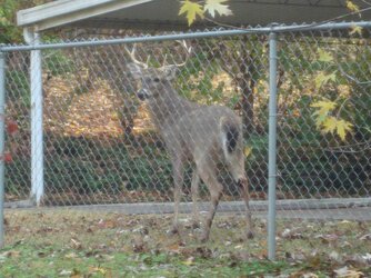 BackyardBuck1.jpg