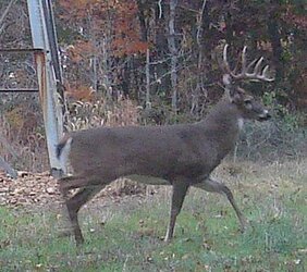 buck0820f.jpg