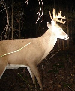 buck0918a.jpg