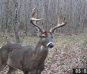 Big Buck 2~2.JPG