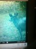 deer 1.JPG