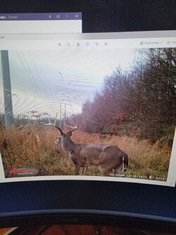 deer.jpg