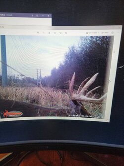 DEER2.jpg