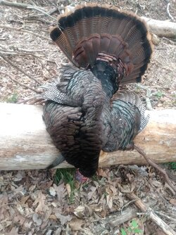 Gobbler Apr 11 2022.jpg