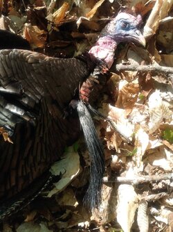 April 28th-2022 Gobbler.jpg