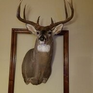 beefydeer