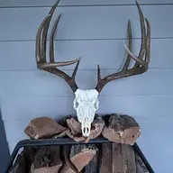 Bayou Buck