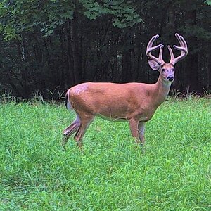 2013-07-26 Trail cam home July 2013 001 (3).JPG