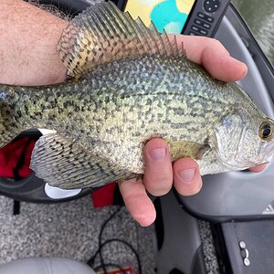 crappie.jpg