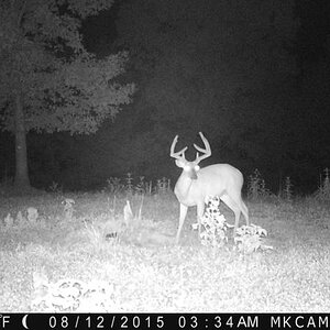 trailcam8-12-2015 079.JPG