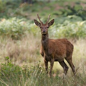 depositphotos_87404776-stock-photo-red-deer-buck.jpg