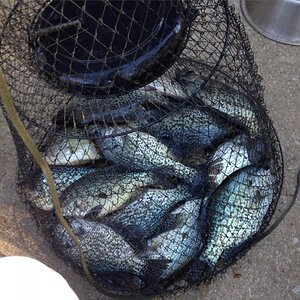 Crappie Time.jpg
