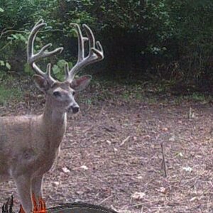 11 pointer.jpg