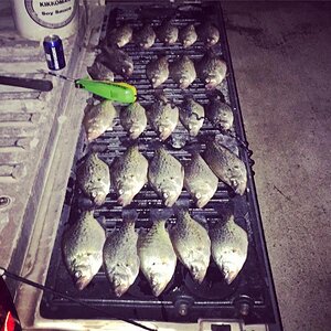 crappie.JPG