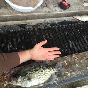 crappie1.JPG