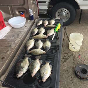 crappie2.JPG