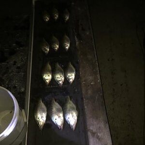 crappie3.JPG