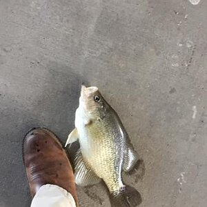 crappie4.JPG