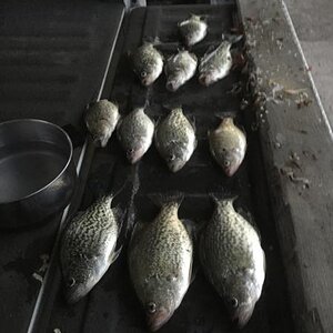 crappie5.JPG