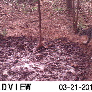 Bobcat sequence 1.GIF