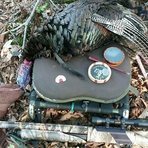 5_3_17Gobbler.jpeg