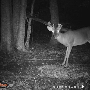 deer 270.jpg