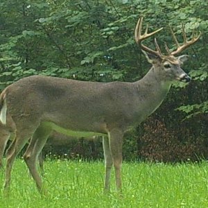 Buck2006j.jpg