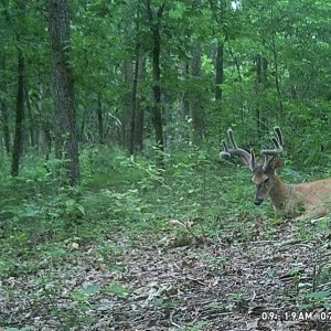 Buck 07-18 B.JPG