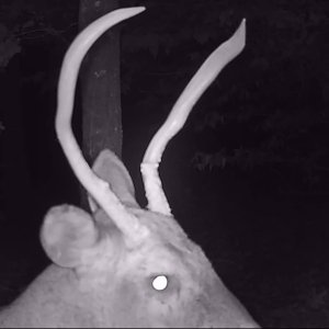 Buck2225g.jpg