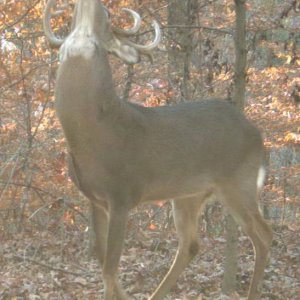 buck1229i.JPG