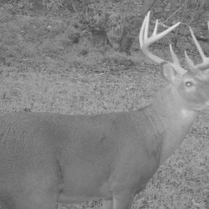 Buck2006n.jpg