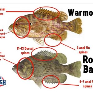 Media 'Warmouth vs Rock Bass.jpg' in category 'Fishing'
