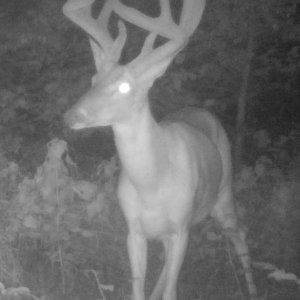 Buck2306e.jpg