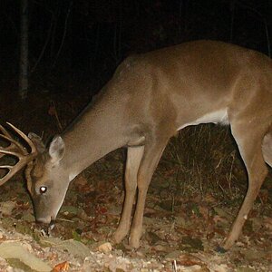 buck0826e.jpg