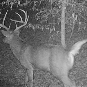 Buck2147a.jpg