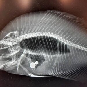 KS_Crappie_X_Ray.jpg