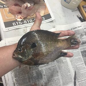 bluegill.jpeg