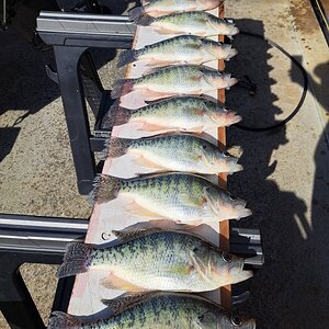 3-14-24 - Limit of Crappie.jpg