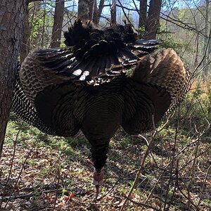 banded bird 1.jpg